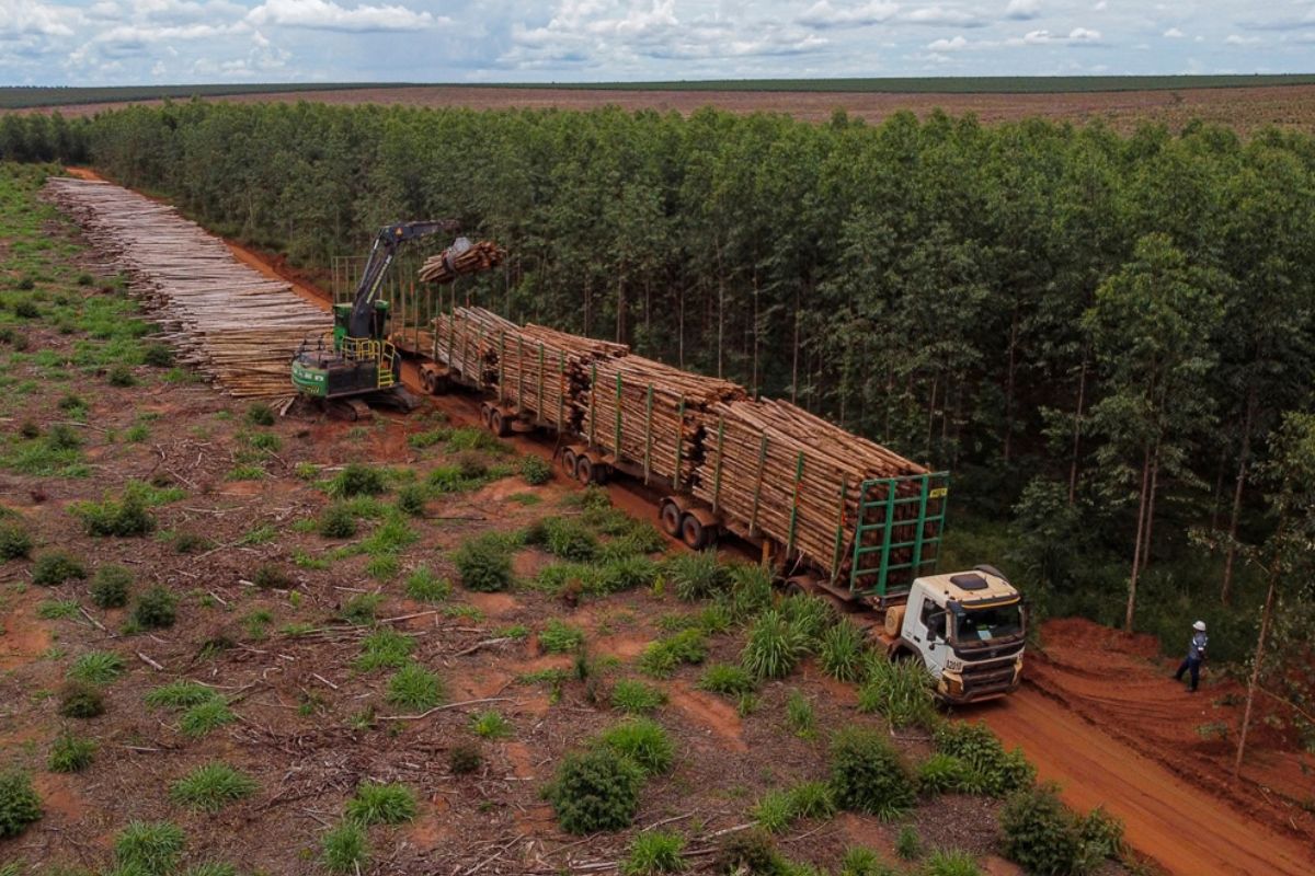 Suzano abre 18 vagas de trabalho em Bataguassu, Ribas do Rio Pardo e Três Lagoas (MS)