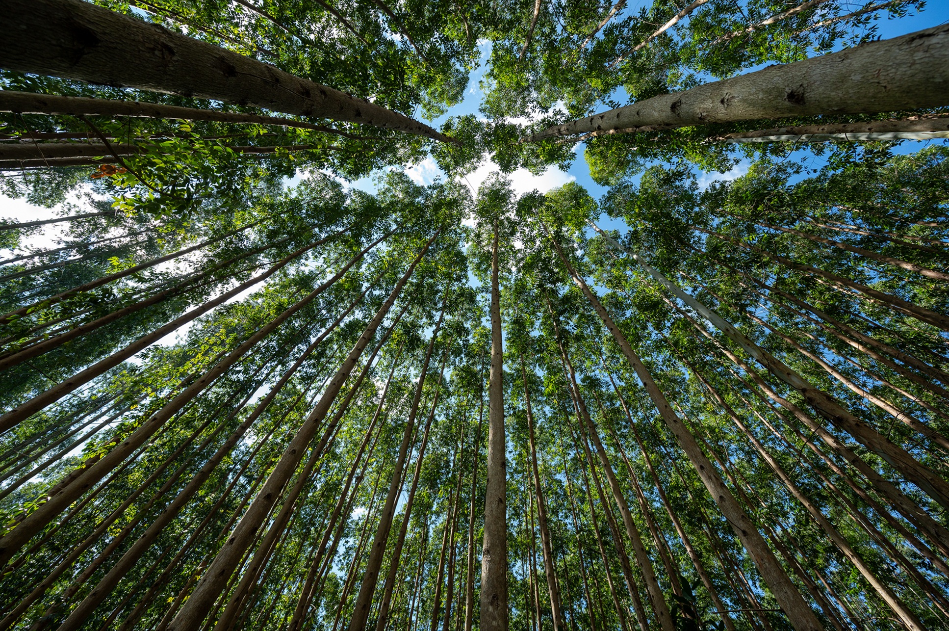 FEPAM concede Licença Prévia ao Projeto Natureza da CMPC