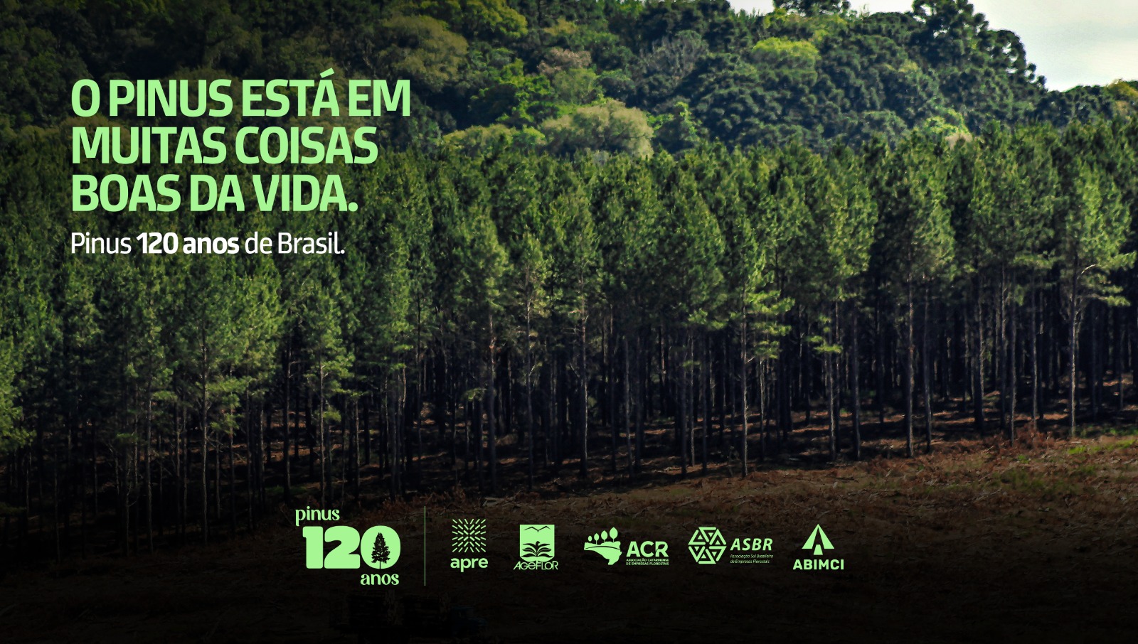 Campanha institucional mostra importância econômica, social e ambiental do Pinus, após 120 anos no Brasil