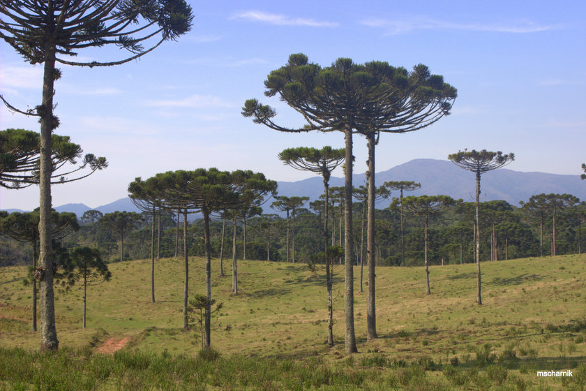 Bosque com predominância de araucárias e detalhe de ramo de Araucaria